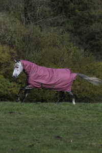 Hevonen pellolla vaaleanpunainen loimi päällä.