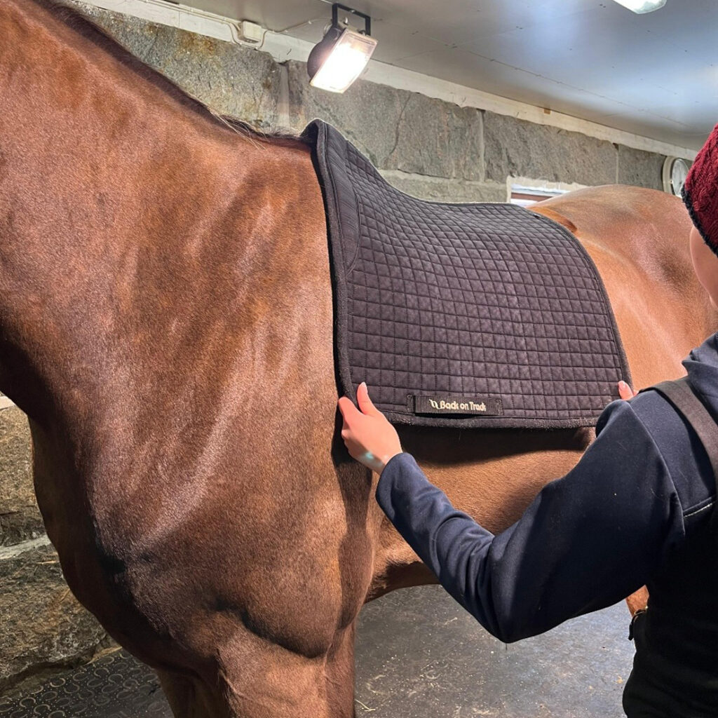 Hevonen tallissa ja henkilö hevosen vierellä pitämässä hevosen satulahuopaa paikoillaan.