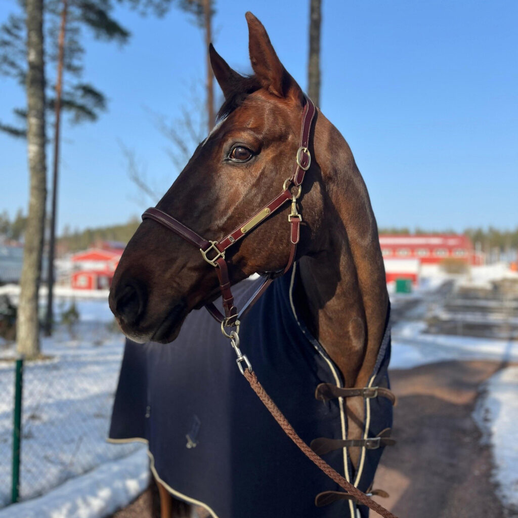 Ruskea hevonen kuvattuna edestäpäin ja hevosella on nahkariimu yllään.