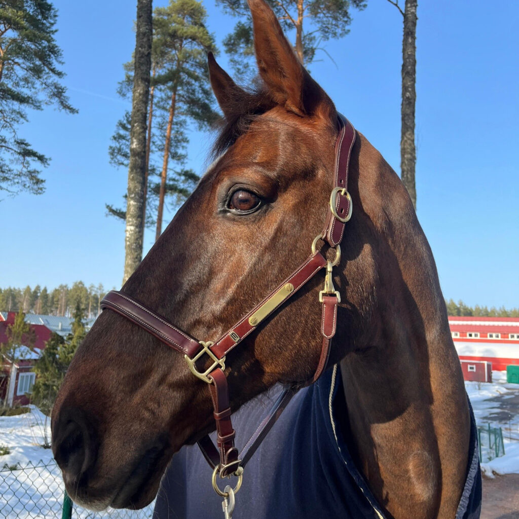 Ruskea hevonen kuvattuna läheltä ulkona.