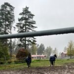 Kaksi hevosta aitauksessa pihalla sumuisessa säässä.