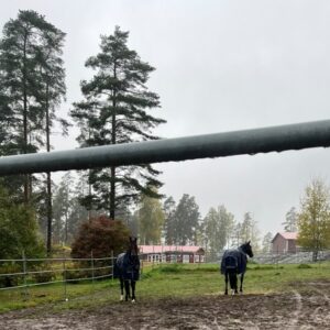Kaksi hevosta aitauksessa pihalla sumuisessa säässä.